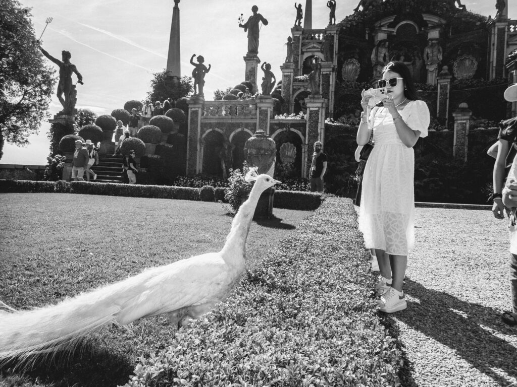 Black and white image of a woman in a white dress holding a camera, focusing on a long-tailed white peacock in the foreground. In the background, classical statues and architectural details are visible, with people exploring the ornate garden setting.